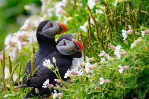 Обои красивые птицы Тупики в траве с цветами на рабочий стол
