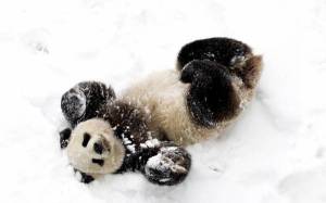 Обои медведь панда кувыркается в снегу на рабочий стол