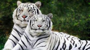 Обои красивые белые тигры, тигр, тигрица, альбиносы на рабочий стол
