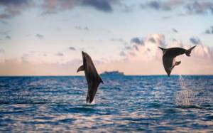 Обои дельфины, море, океан, горизонт на рабочий стол