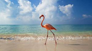 Обои Фламинго на пляже, море, берег, облака на рабочий стол