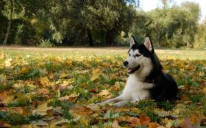 Обои собака на осенних листьях, Хаски, Маламут на рабочий стол