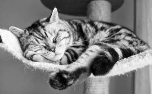 Обои черно белое фото спящего кота на рабочий стол