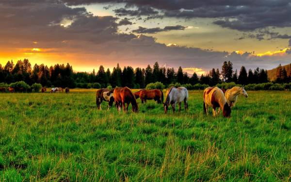 лошади, зеленая поляна, красивый лес закат на лугу обои для рабочего стола