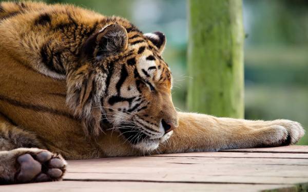 спящий тигр на деревянных досках обои для рабочего стола