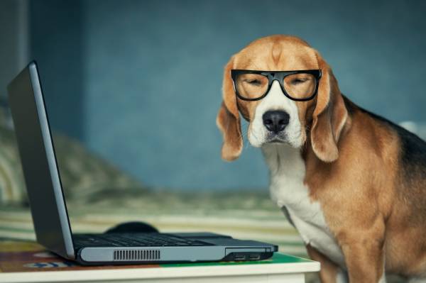 умная собака в очках перед ноутбуком обои для рабочего стола