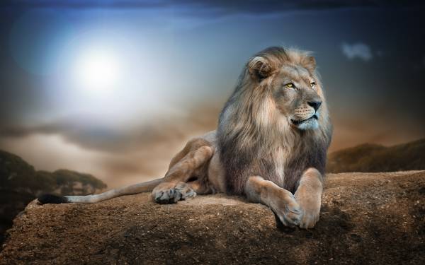 Лев, зверь, животное, хищник обои для рабочего стола