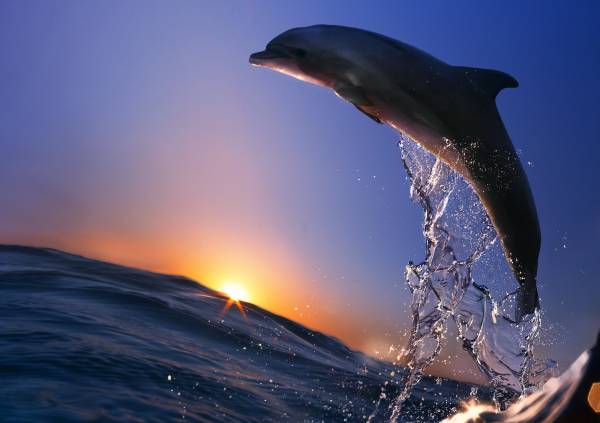 дельфин, океан, вода, брызги, закат, прыжок обои для рабочего стола