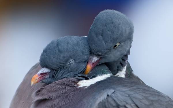 влюбленные голуби, пара, птицы, макро обои для рабочего стола