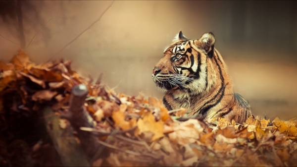 тигр в осенней листве обои для рабочего стола