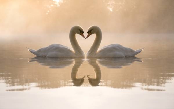 два белых лебедя на воде в форме сердца обои для рабочего стола