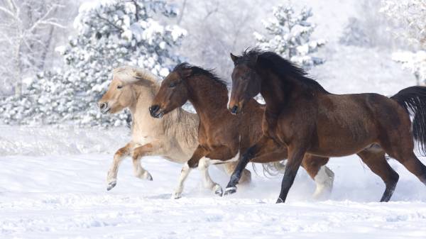 Лошади зимой картинки обои для рабочего стола