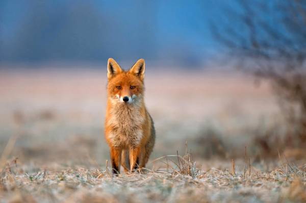 Fox, лиса, животное, трава. боке обои для рабочего стола