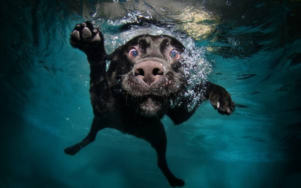 прикольная собака плывет под водой обои для рабочего стола
