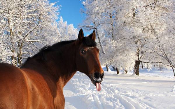 лошадь прикол снег зима деревья в снегу обои для рабочего стола