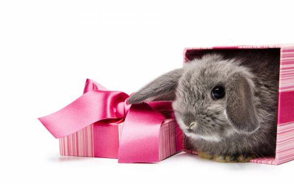 маленький вислоухий кролик сидит в розовой коробке обои для рабочего стола