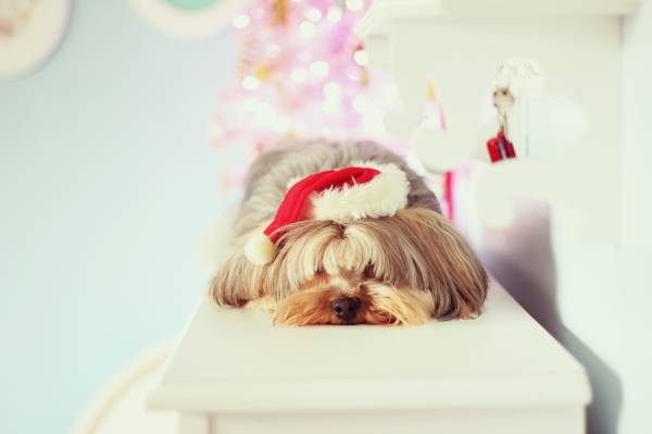 собака с шапкой Santa Claus ждет нового года обои для рабочего стола