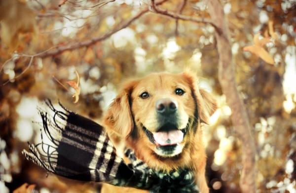 собака с завязанным шарфом осенью на природе обои для рабочего стола