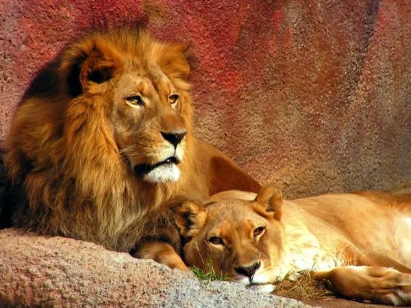 лев и львица лежат вместе обои для рабочего стола