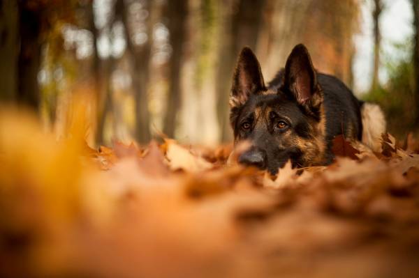 собака овчарка лежит на осенних листьях обои для рабочего стола
