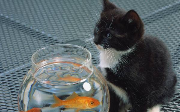котенок возле аквариума с золотыми рыбками обои для рабочего стола