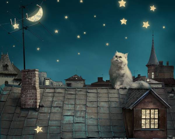 кот на крыше дома, ночь, звезды, луна обои для рабочего стола