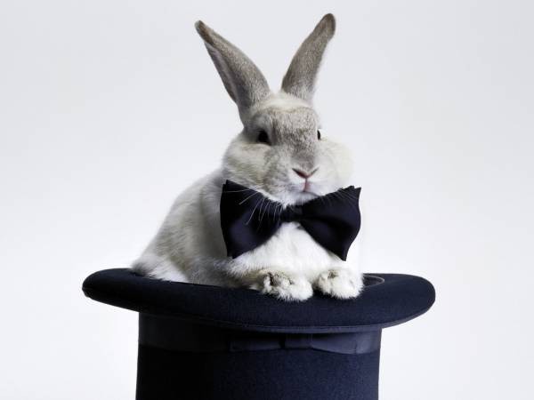 кролик с черной бабочкой сидит в шляпе обои для рабочего стола