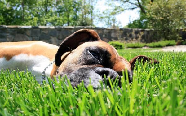 собака боксер лежит на зеленой траве обои для рабочего стола