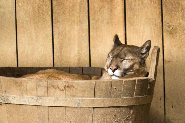 пума, кугуар большая кошка спит в корыте из дерева обои для рабочего стола