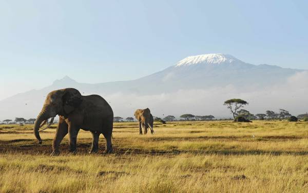 Слоны, Африка, животные, горы, природа обои для рабочего стола