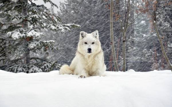белая собака лежит на снегу возле леса обои для рабочего стола