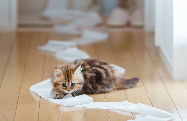 котенок лежит на полу на размотанной бумаге обои для рабочего стола