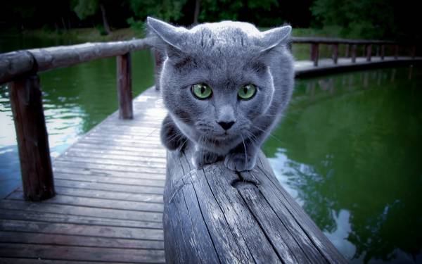серая кошка сидит на перилах деревянного моста обои для рабочего стола