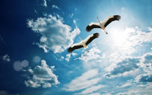 два аиста летят в небе обои для рабочего стола