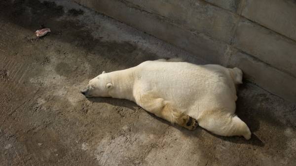белый медведь развалился на бетонном полу обои для рабочего стола