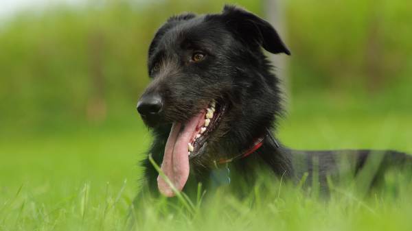 Черный пес отдыхает на зеленой траве обои для рабочего стола