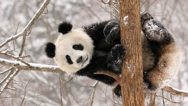 прикольная панда сидит на дереве зимой обои для рабочего стола