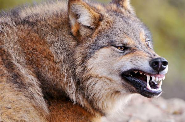 оскал волк зверь животное злой обои для рабочего стола