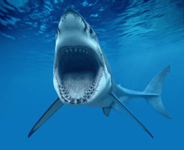 огромная акула с открытой пастью обои для рабочего стола