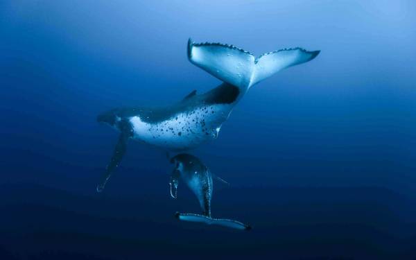 подводный мир, океан, киты обои для рабочего стола