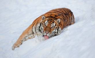 Тигр на снегу обои для рабочего стола