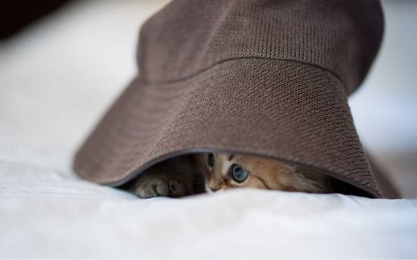 котенок лежит под коричневой шляпой обои для рабочего стола