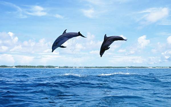 два дельфина выпрыгивают из воды обои для рабочего стола