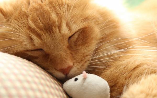 рыжий кот спит с мышкой обои для рабочего стола