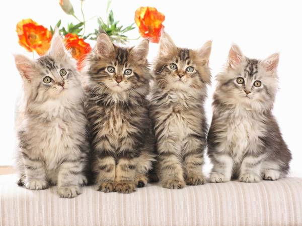 Милые котята картинки фото четыре котенка обои для рабочего стола