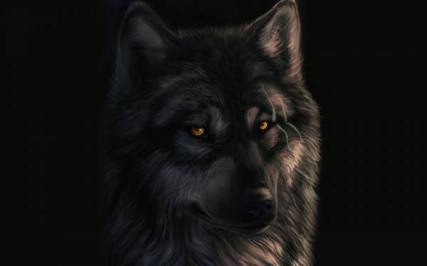 волк Dark Sheyn черный фон животное взгляд обои для рабочего стола