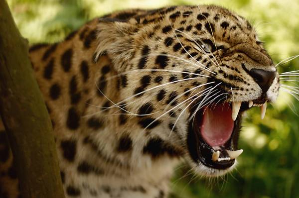 оскал леопарда, защита большой кошки обои для рабочего стола