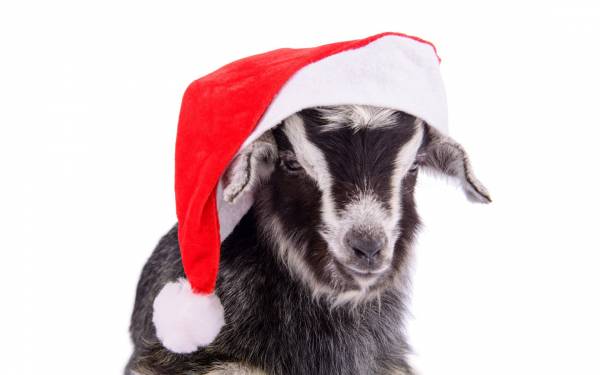 коза символ 2015 года, новогодняя коза в шапке обои для рабочего стола