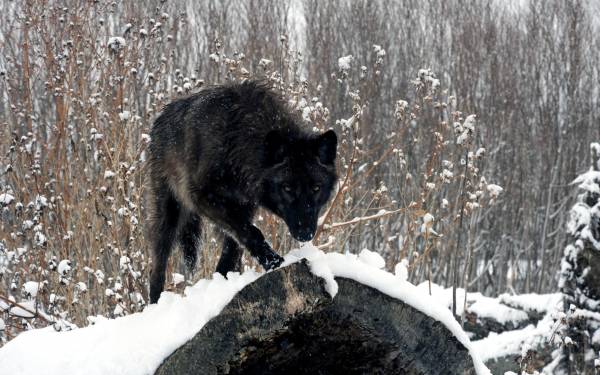 черный волк в лесу зимой на снегу обои для рабочего стола
