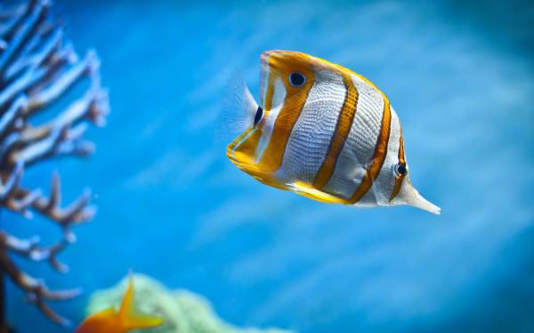 бело желтая рыба на дне голубого океана обои для рабочего стола